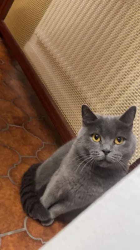 Pisi