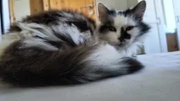 Mochi