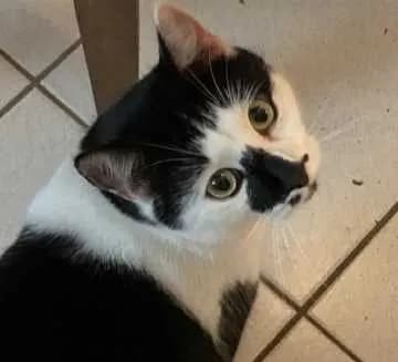 Orio