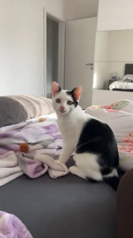 Loki