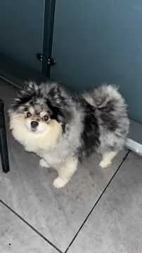 Wolfi
