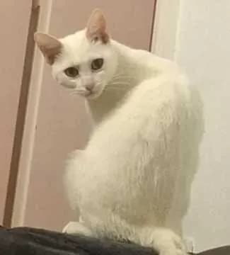 Lüsi