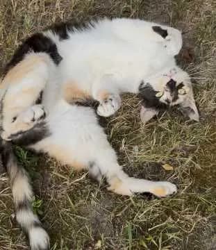 Maila