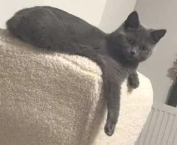 Cleo
