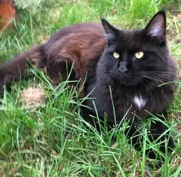 Nala