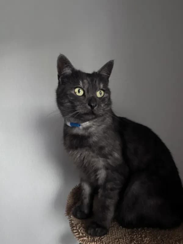 Milo