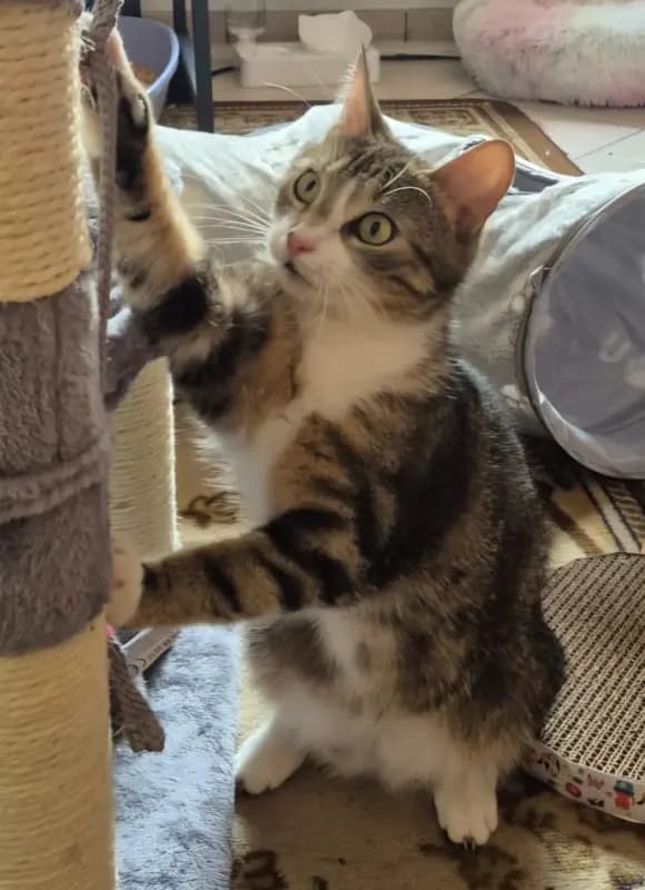 Mimi