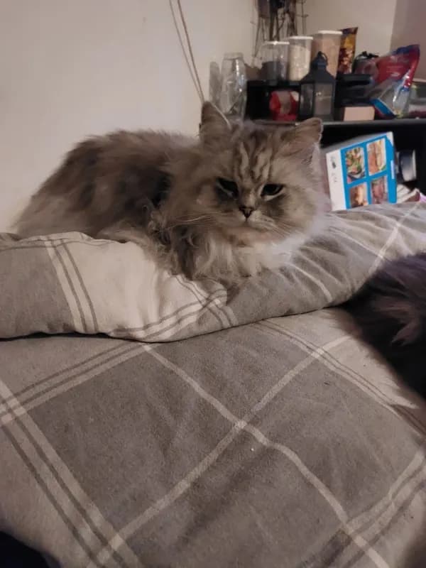 Dusty