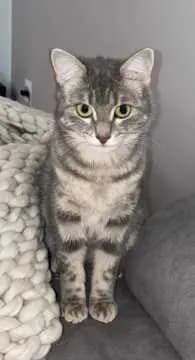 Lia
