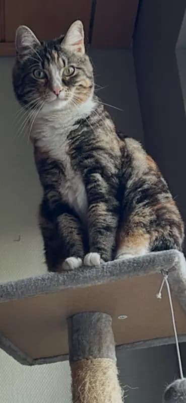 Mizi