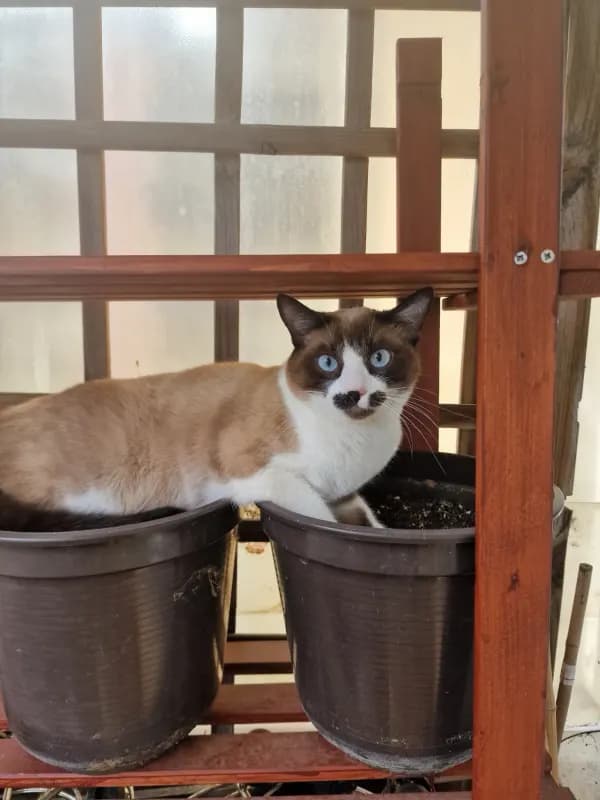 Tofu