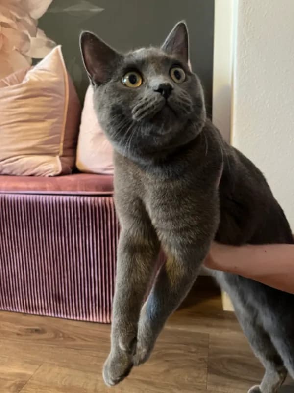 Zugelaufener Kater