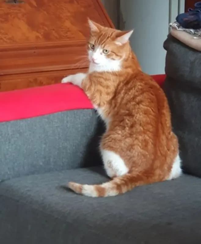 Merlin