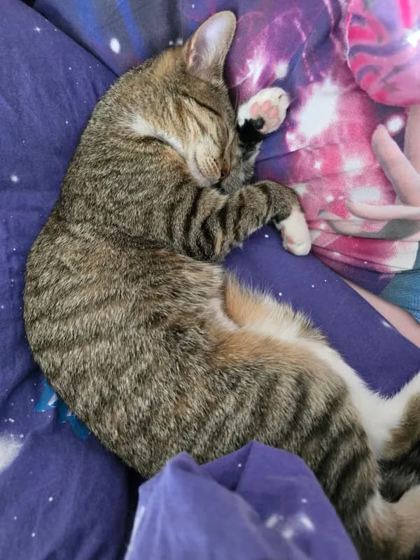 Lilly