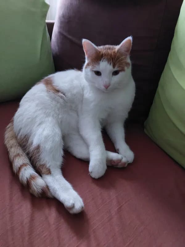 Lulu