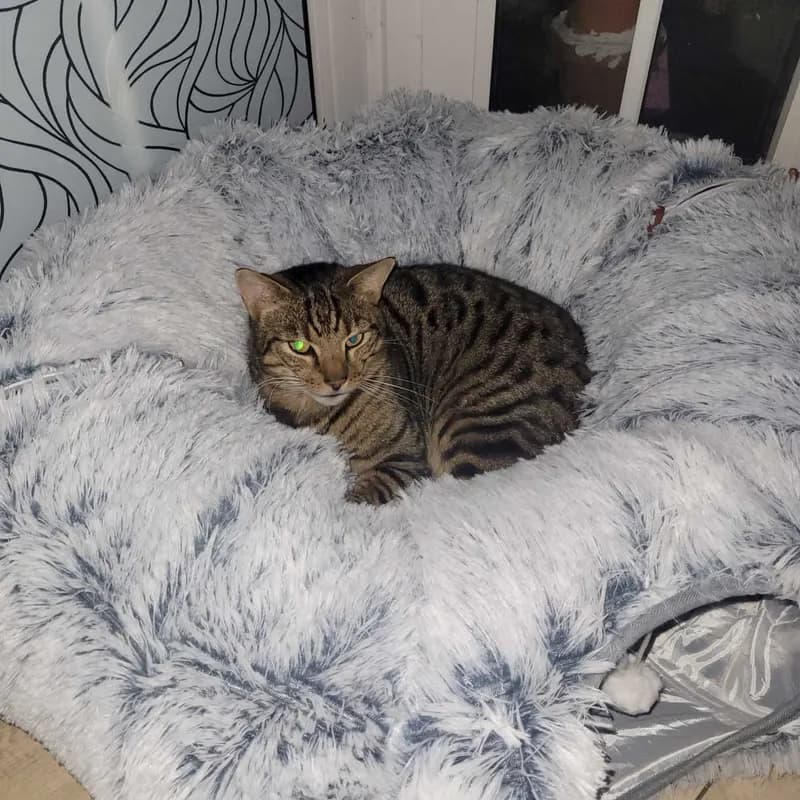 Mogli