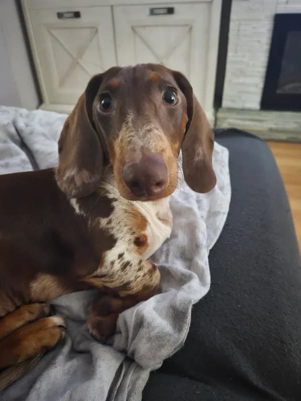 Marley