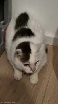 Schnucki