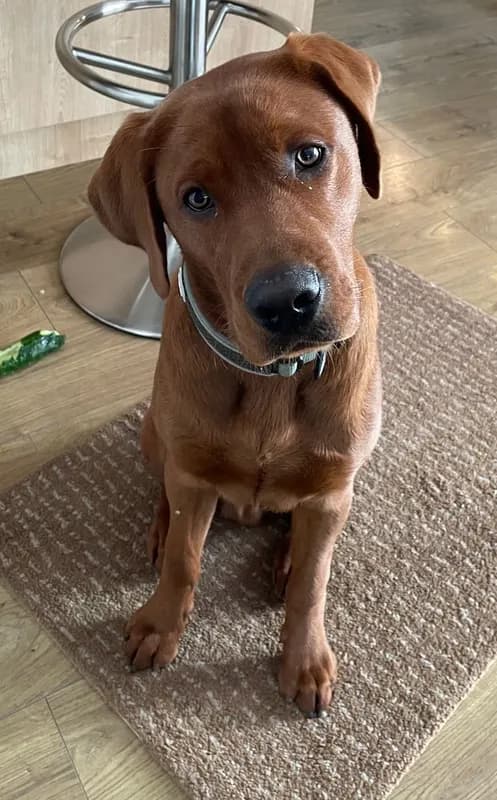 Cooper