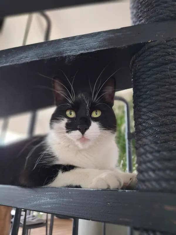 Watson