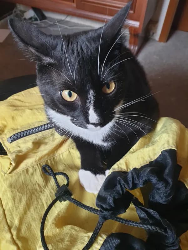 Carlo