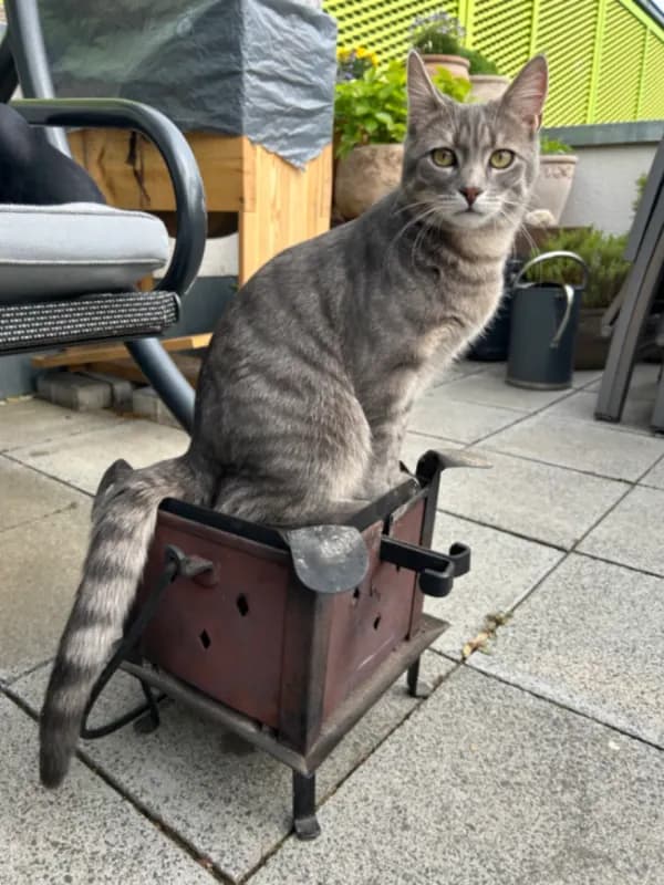 Merlin