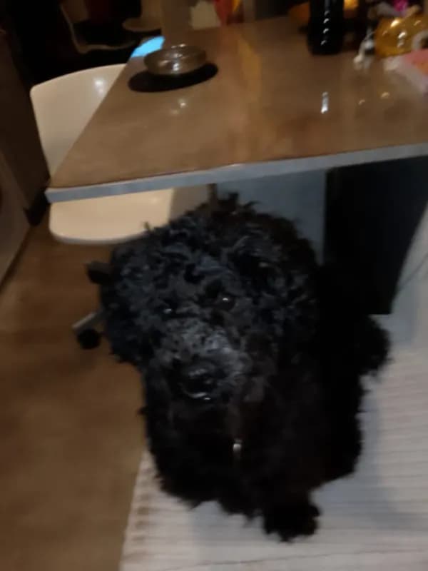 Bobi