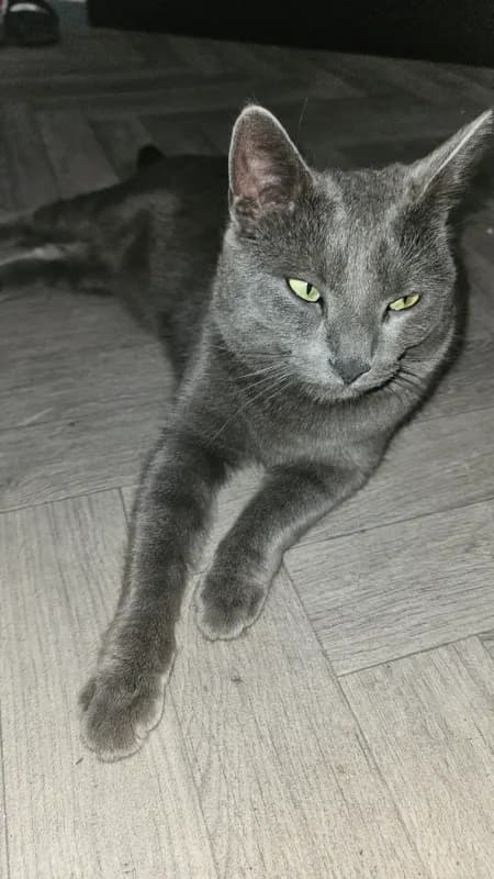 Zaza