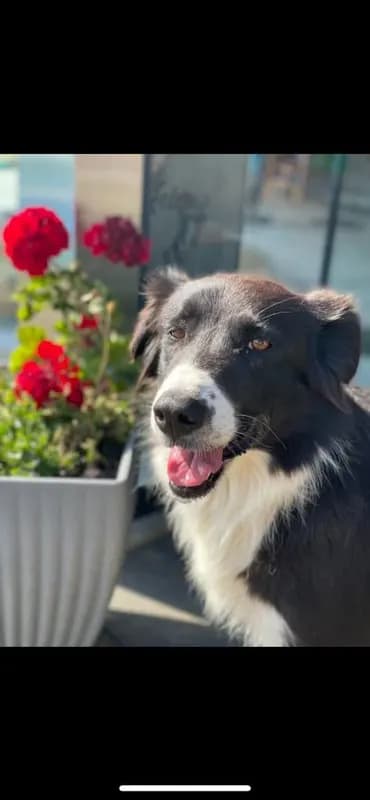 Ronja