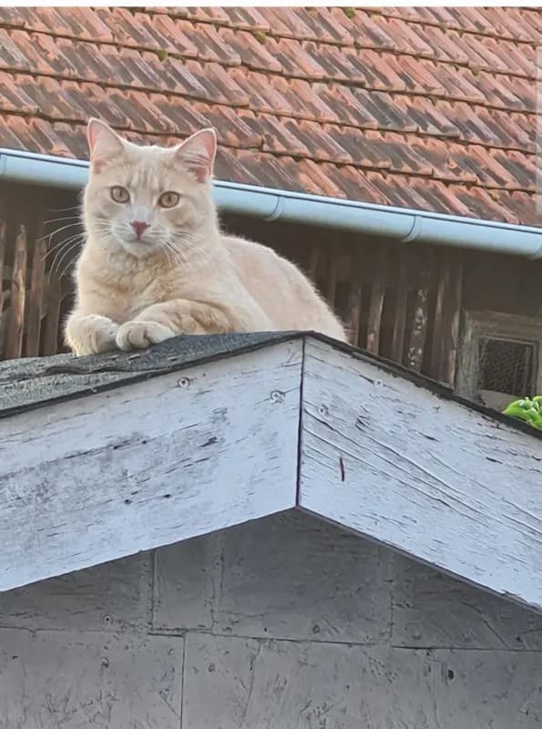Felix