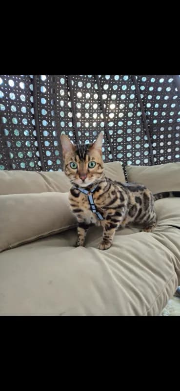 Loki