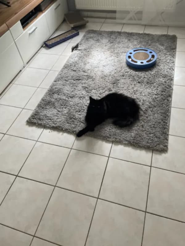 Gizmo