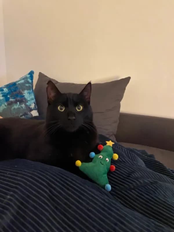 Frieda