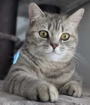 Mali