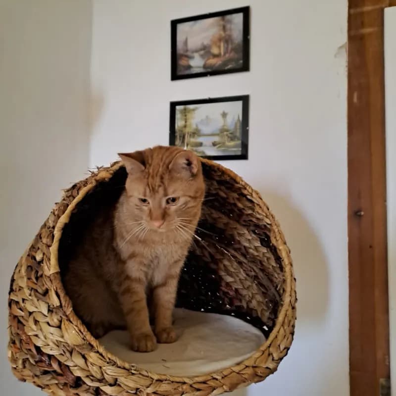 Mozzarella