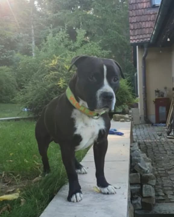 Diego
