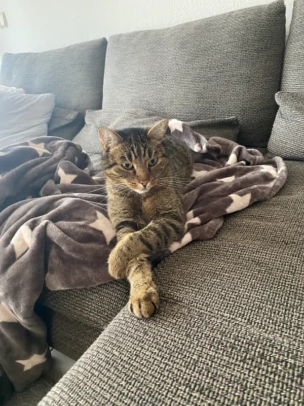 Pino