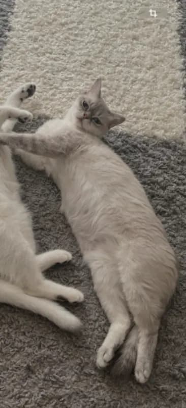 Kitty