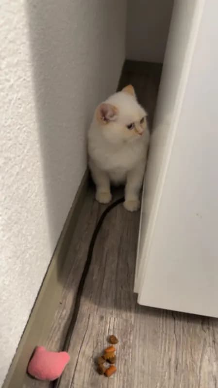 Ayko