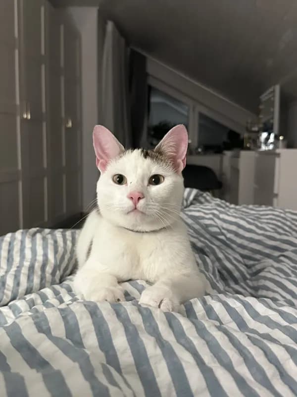 Leo