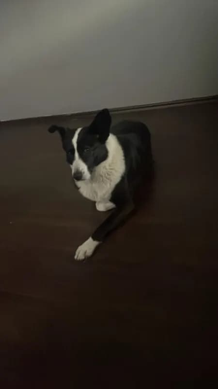 Mascha