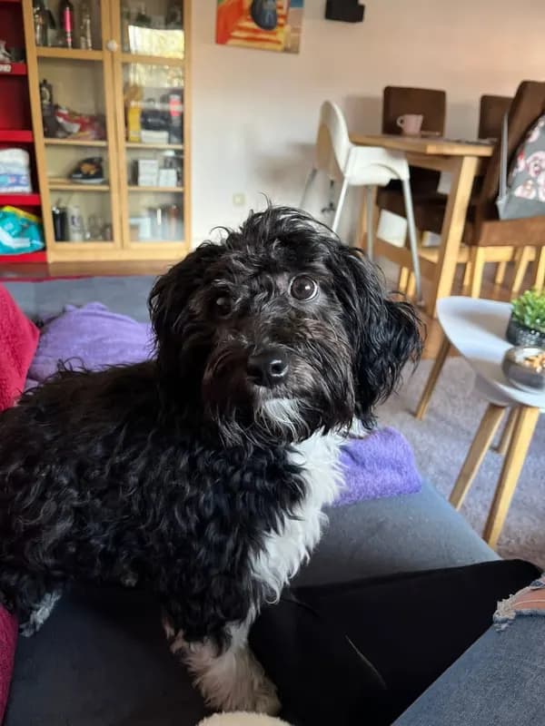 Oskar