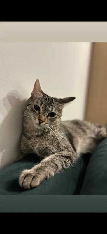 Klea