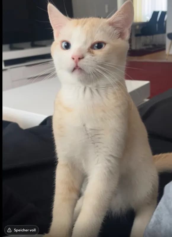 Pisho
