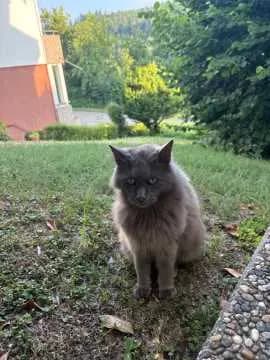 Luis