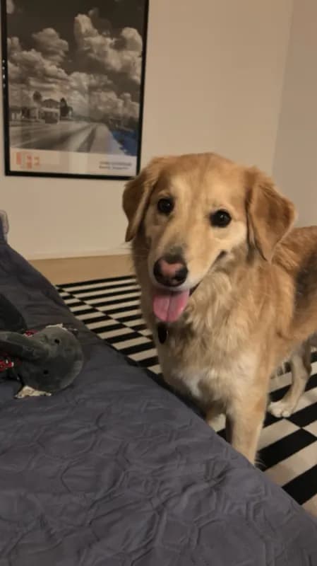 Kora