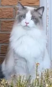 Polly