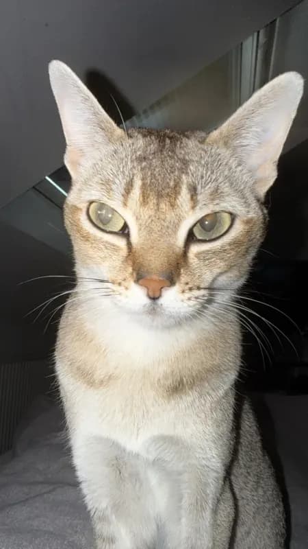 Bella