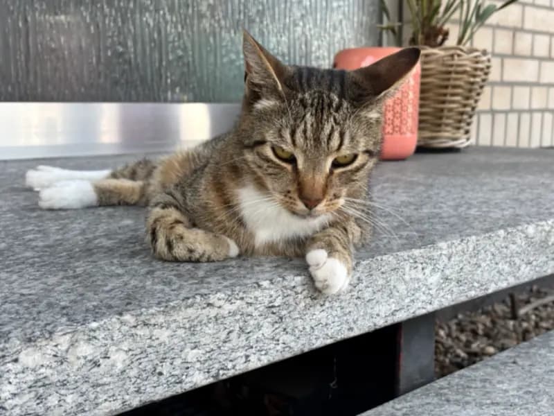 Karlo
