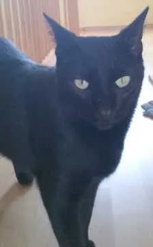 Konrad
